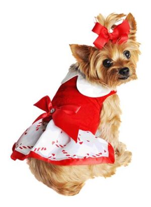 A small dog wearing a red and white dress.