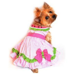 A small dog wearing a dress with green and pink trim.