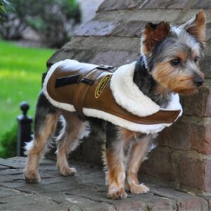 A small dog wearing a coat standing on the side of a house.