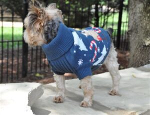 A small dog wearing a sweater on top of concrete.