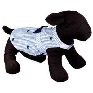 A black dog wearing a blue and white shirt.