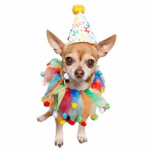 A dog wearing a birthday hat and colorful outfit.
