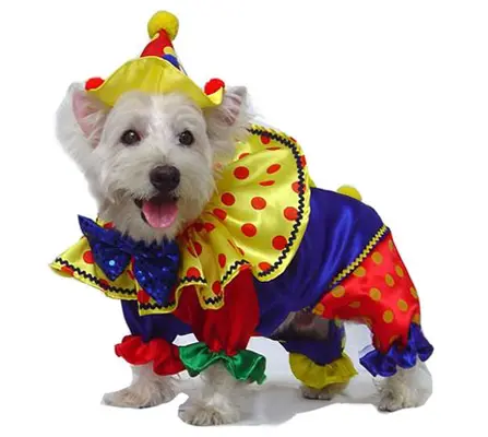 A small white dog dressed up in clown costume.