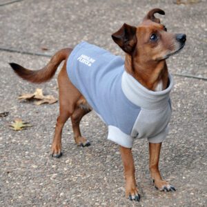 A dog wearing a blue and white jacket.