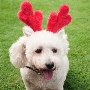 A white dog with antlers on its head.