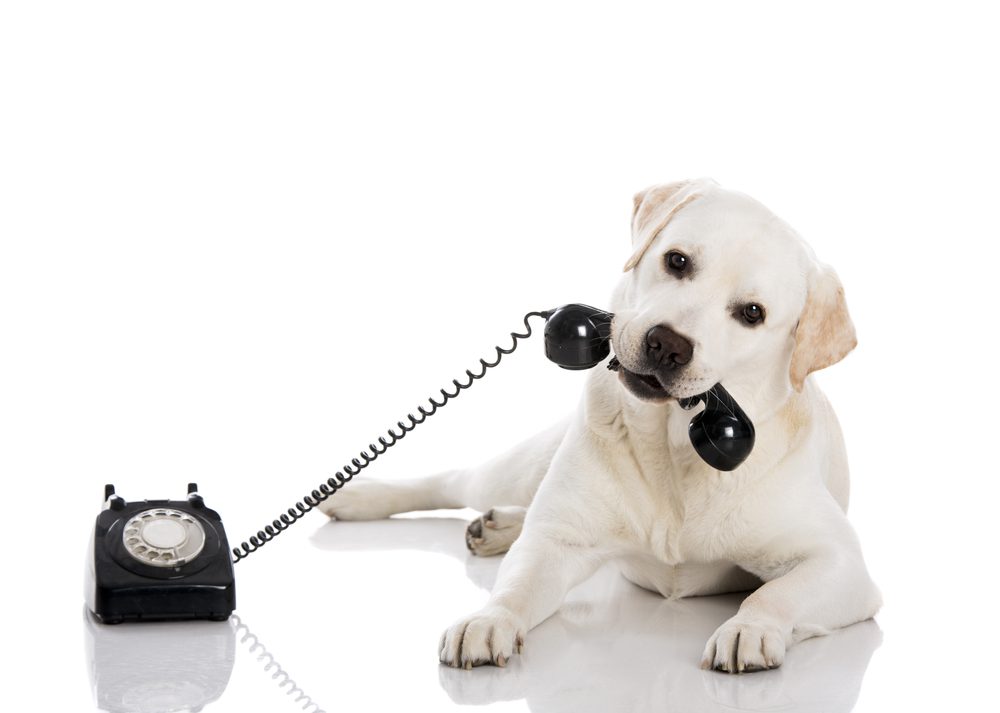 A dog is sitting on the ground with two phones in its mouth.