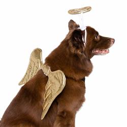 A dog with wings and halo on its back.
