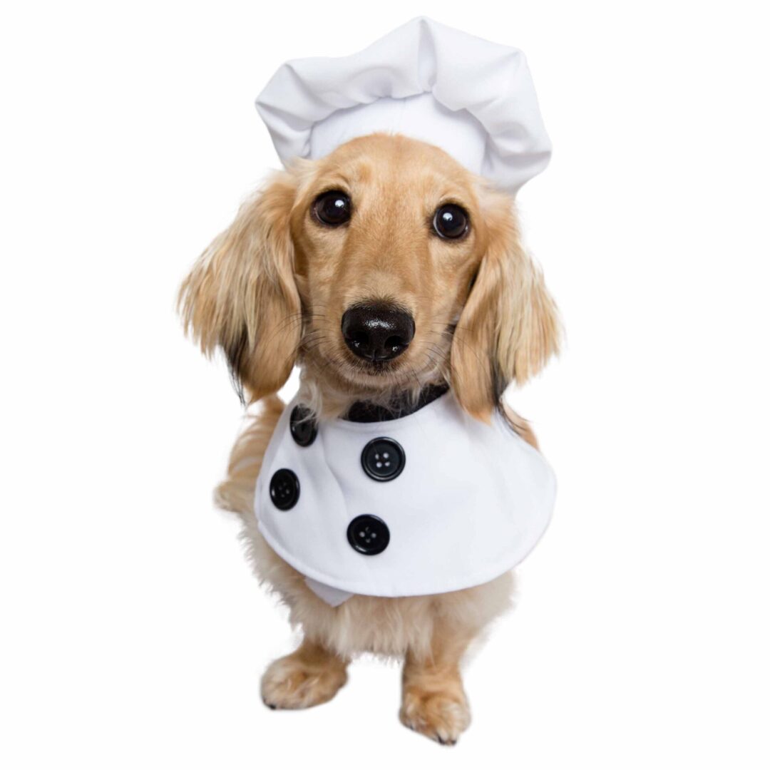 A dog wearing a chef 's hat and apron.