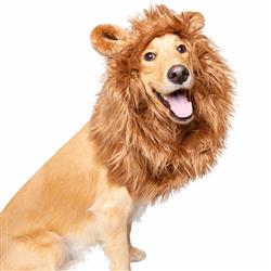 A dog with a lion mane on its head.