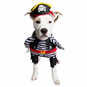 A dog wearing a pirate costume and hat.
