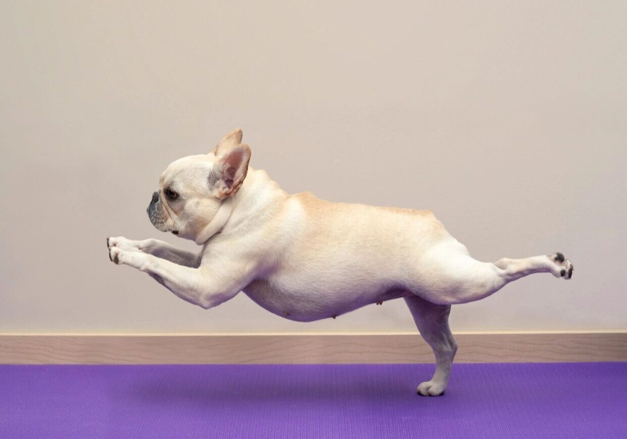 A dog is doing yoga on the floor